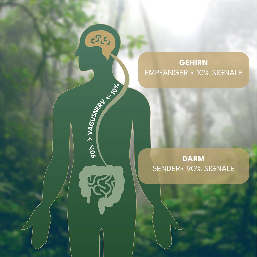 gut-brain axis diagram